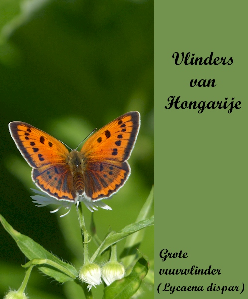 Vlinders van Hongarije
